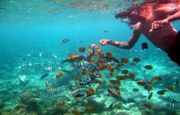 Snorkeling Snorkeling