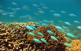 The Beauty Of The Under Water