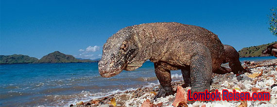 Komodo Island Komodo Island