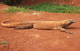 Komodo Dragon Komodo Dragon