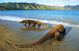Komodo Island Komodo Island