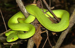 Snake Dragon Snake Dragon