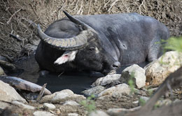 Water Buffalo Water Buffalo
