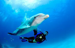 Open-Water-Diver