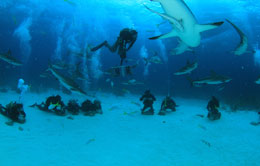 Open-Water-Diver