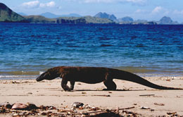 Komodo Walk In Beach Komodo Walk In Beach