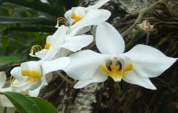 Anggrek Bulan (Phalaenopsis Amabilis) Anggrek Bulan (Phalaenopsis Amabilis)