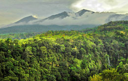Bunut Ngengkang