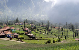 Cemoro Lawang Village Cemoro Lawang Village