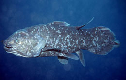 Coelacanth Fish in Sulawesi Coelacanth Fish in Sulawesi