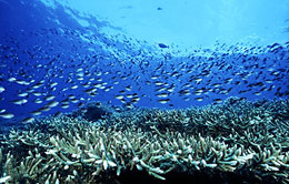 Fish Fish