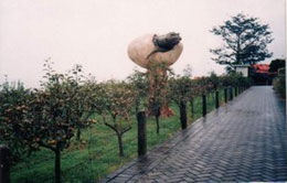Apple Orchard Apple Orchard