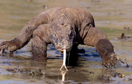 Komodo Komodo