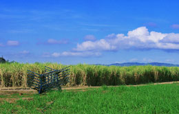 Sugar Cane Fields Sugar Cane Fields