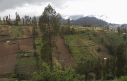 Ngadas from Malang Ngadas from Malang