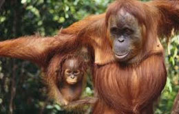 Orangutans in Sumatra Orangutans in Sumatra