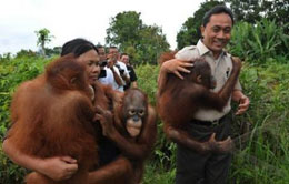 Orangutan in Kalimantan Orangutan in Kalimantan