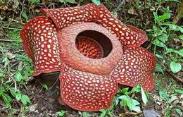 Rafflesia Arnoldi Rafflesia Arnoldi