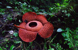 Rafflesia Arnoldi Rafflesia Arnoldi