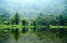 Rain Forest Rain Forest