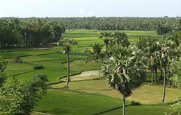Rice Field Rice Field