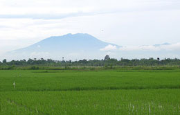 Rice Field Rice Field