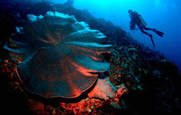 Coral Reefs Togean in Sulawesi Coral Reefs Togean in Sulawesi