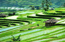 Ubud Village Ubud Village