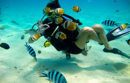 Diving Diving