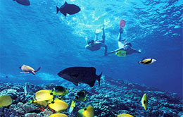 Snorkeling Snorkeling