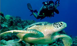 Lombok Daily Dive