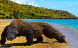 Komodo Island