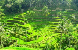 Ubud, Cultural Center of Bali