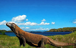 Komodo Island Tours